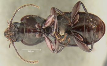 Media type: image; Entomology 23873   Aspect: habitus ventral view